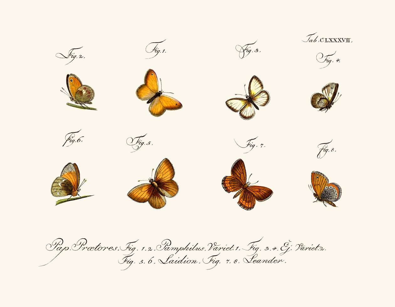 Schmetterlinge von German School