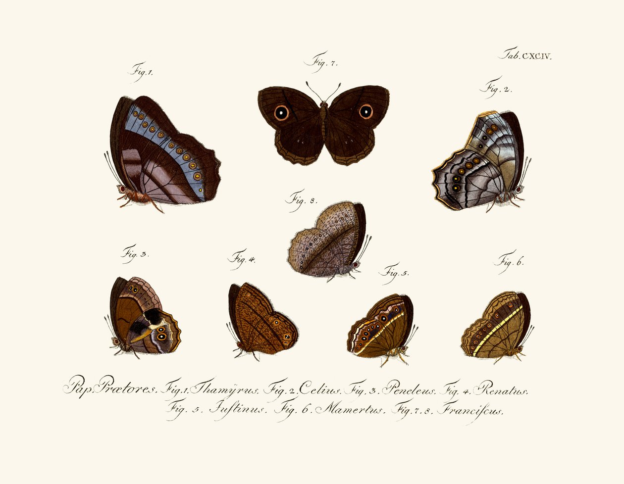 Schmetterlinge von German School
