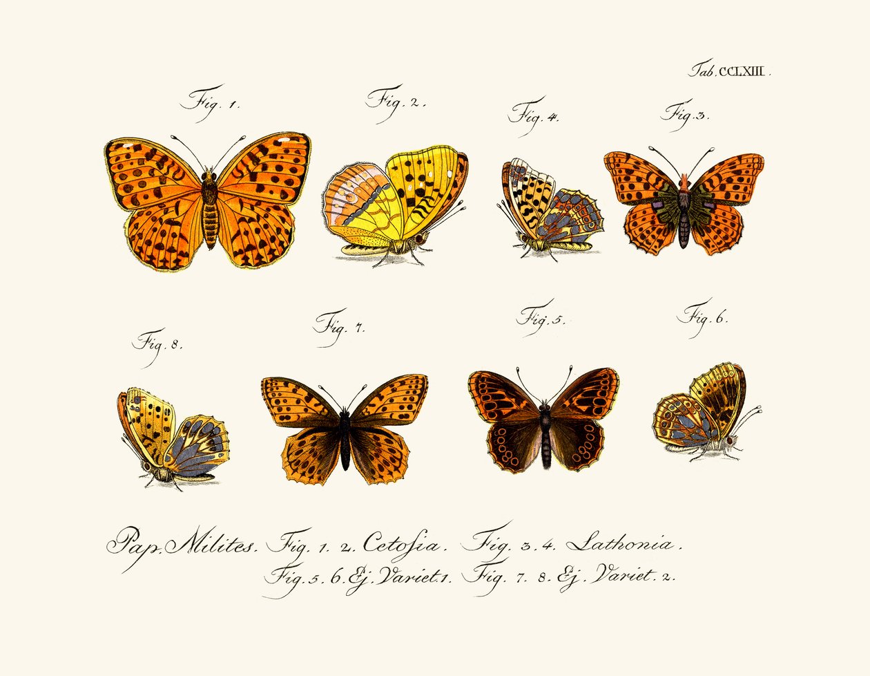 Schmetterlinge von German School