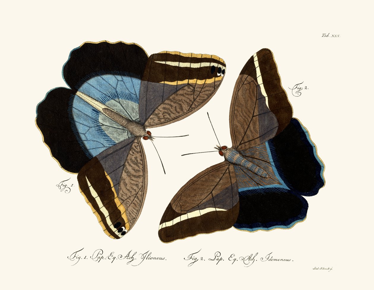Schmetterlinge von German School