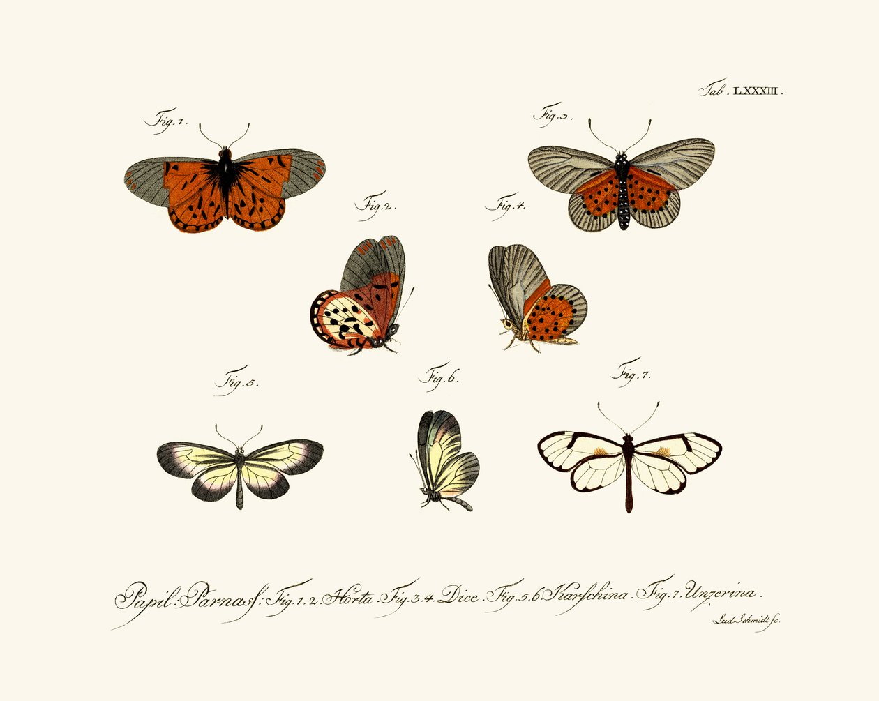 Schmetterlinge von German School