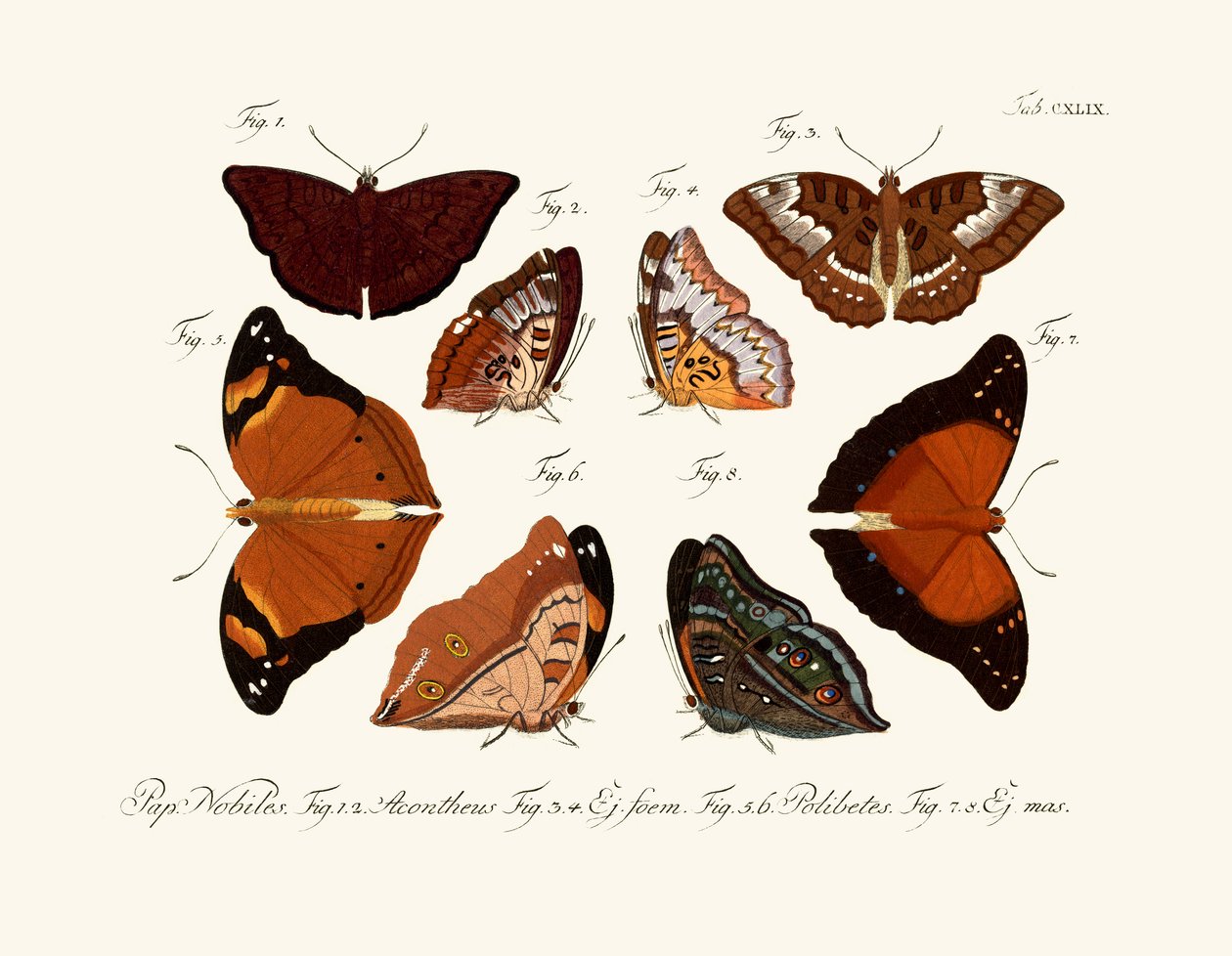 Schmetterlinge von German School