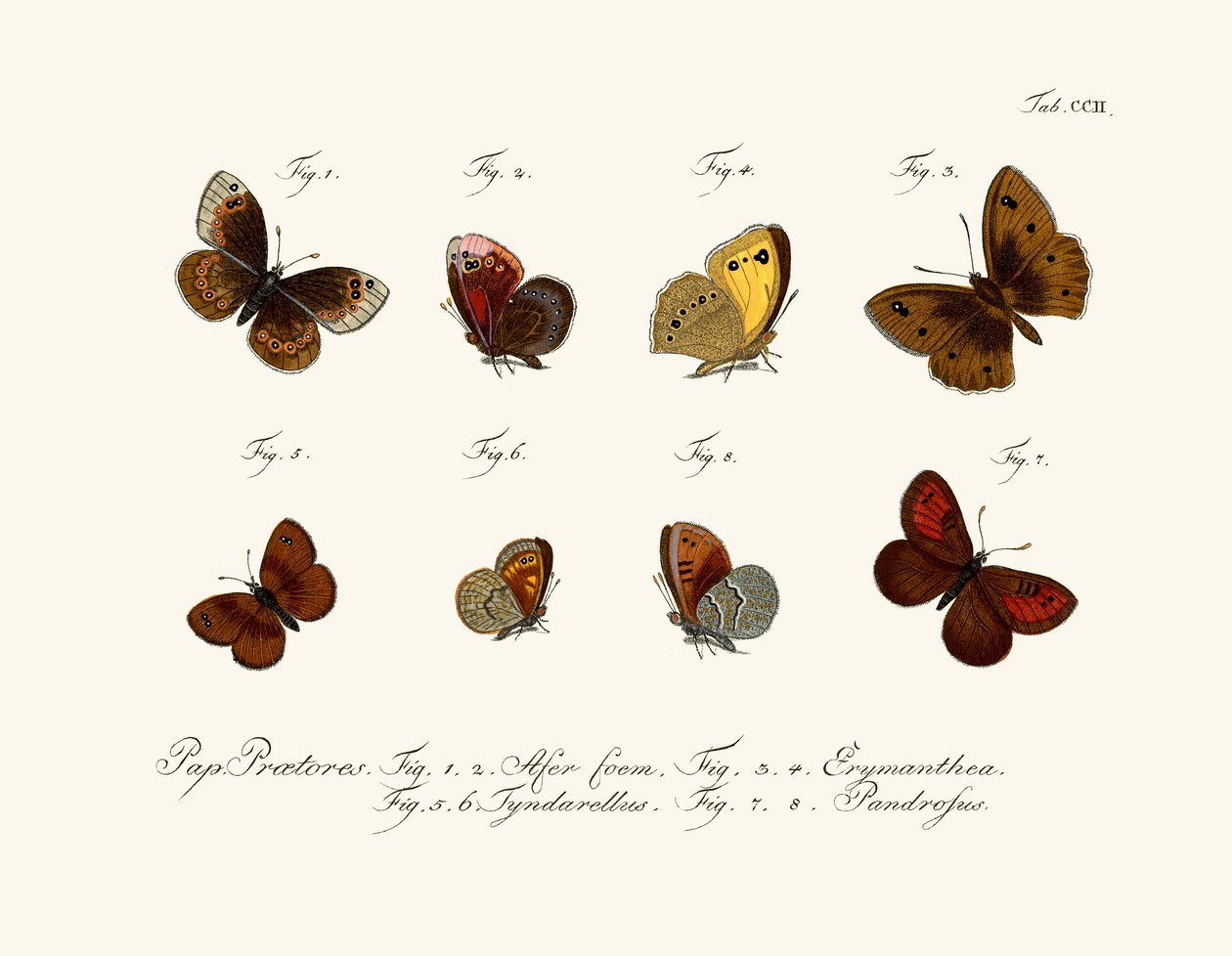 Schmetterlinge von German School