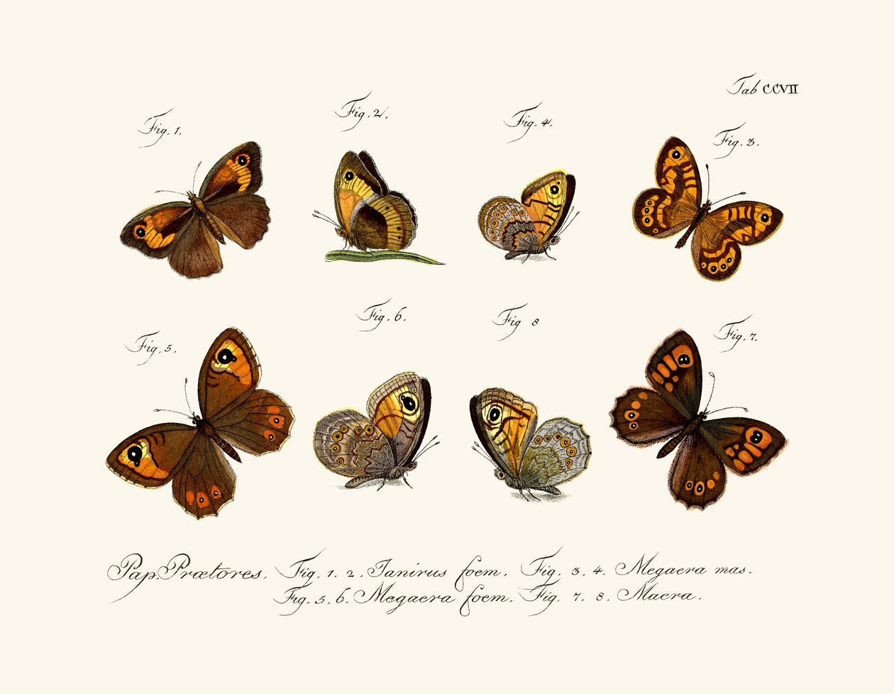 Schmetterlinge von German School