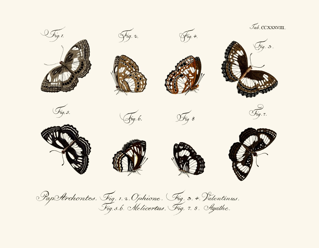 Schmetterlinge von German School