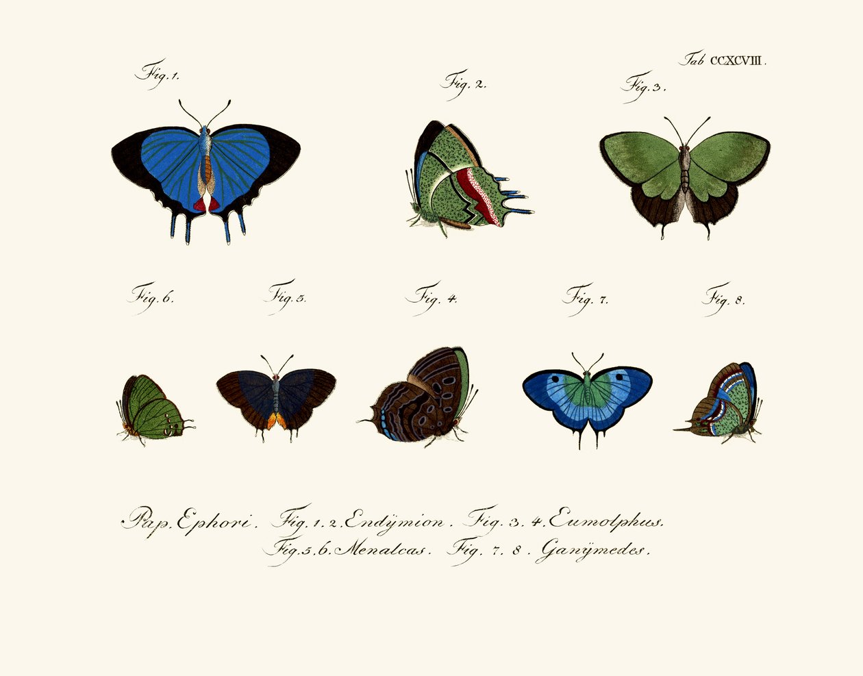 Schmetterlinge von German School