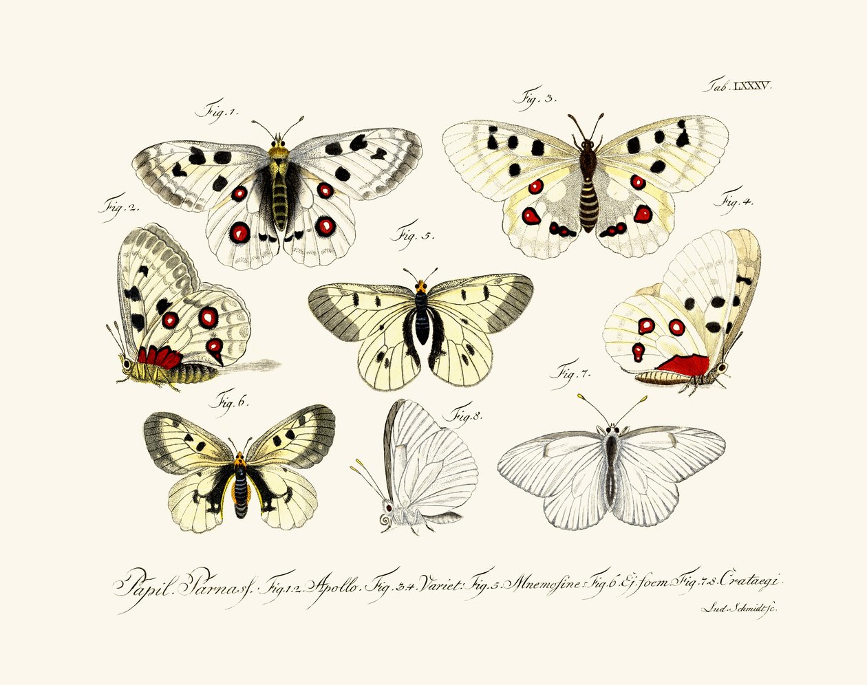 Schmetterlinge von German School