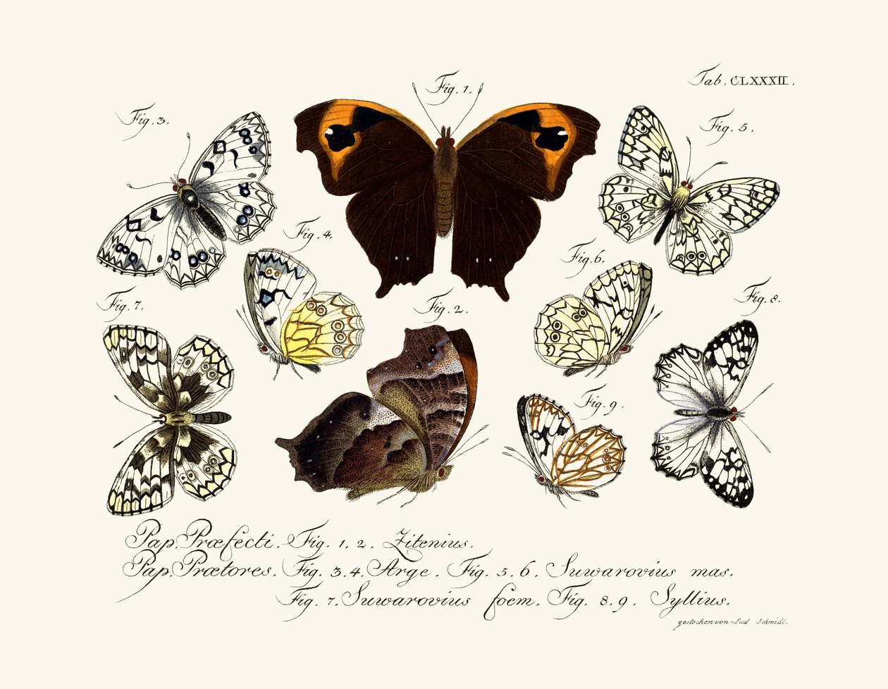 Schmetterlinge von German School
