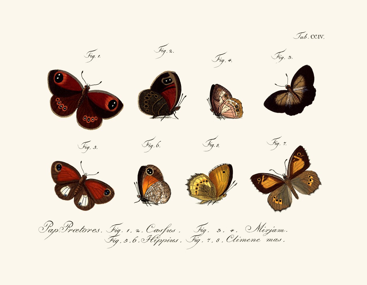 Schmetterlinge von German School