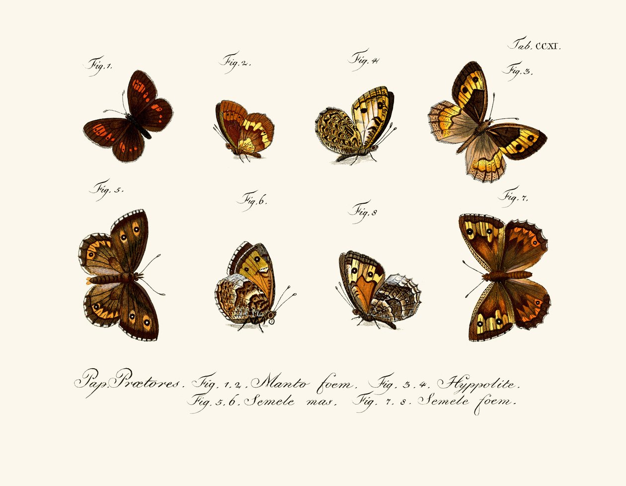 Schmetterlinge von German School