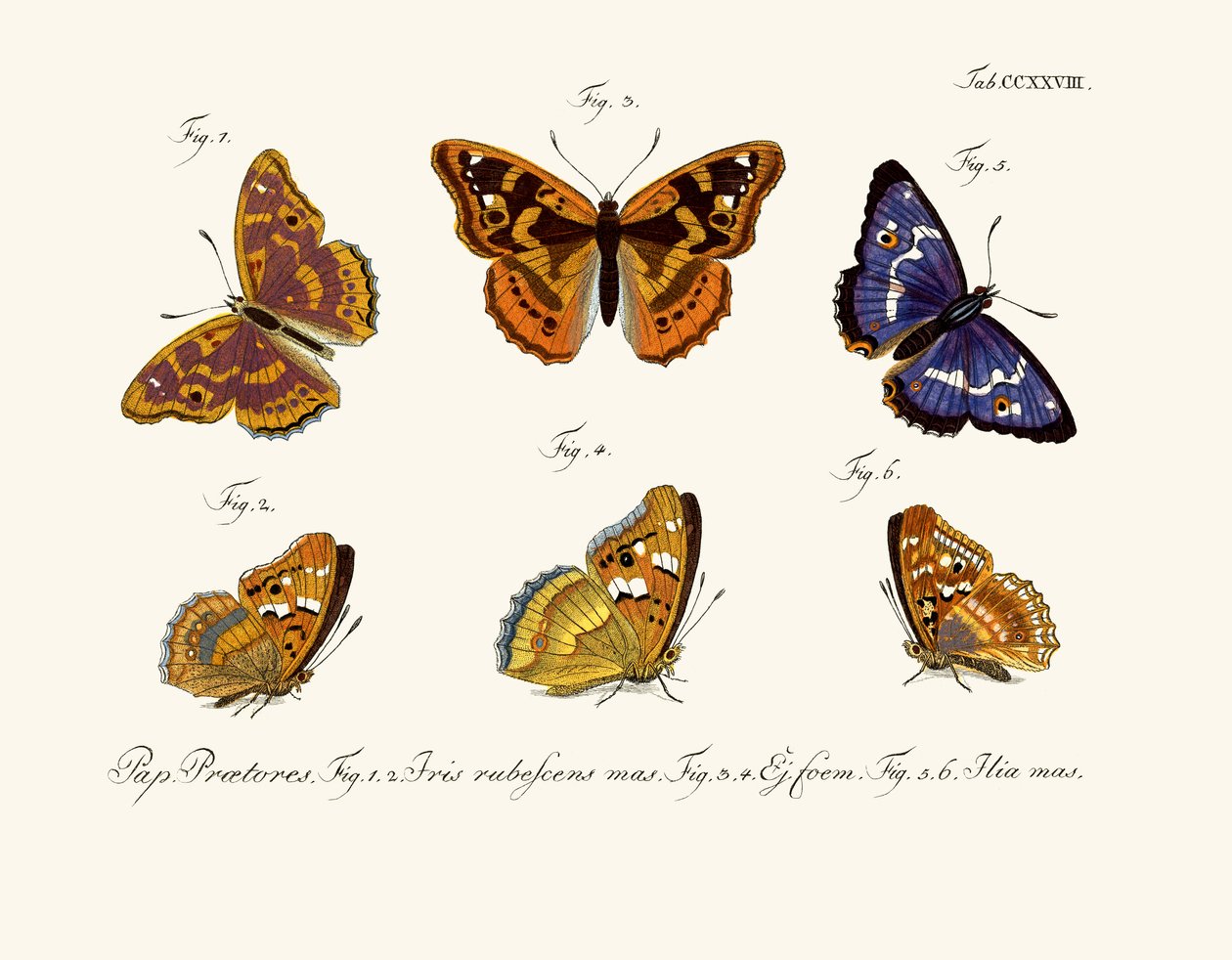 Schmetterlinge von German School