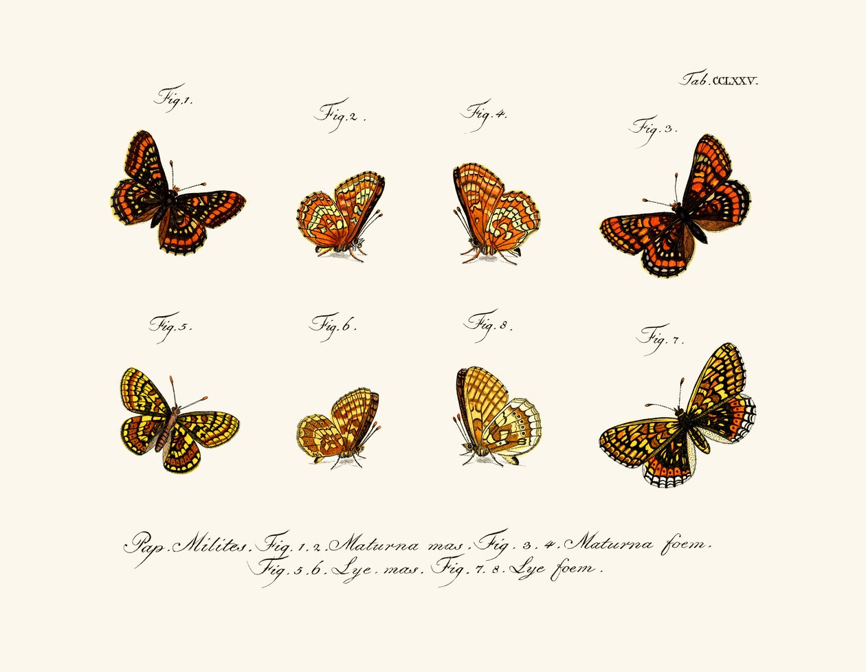 Schmetterlinge von German School