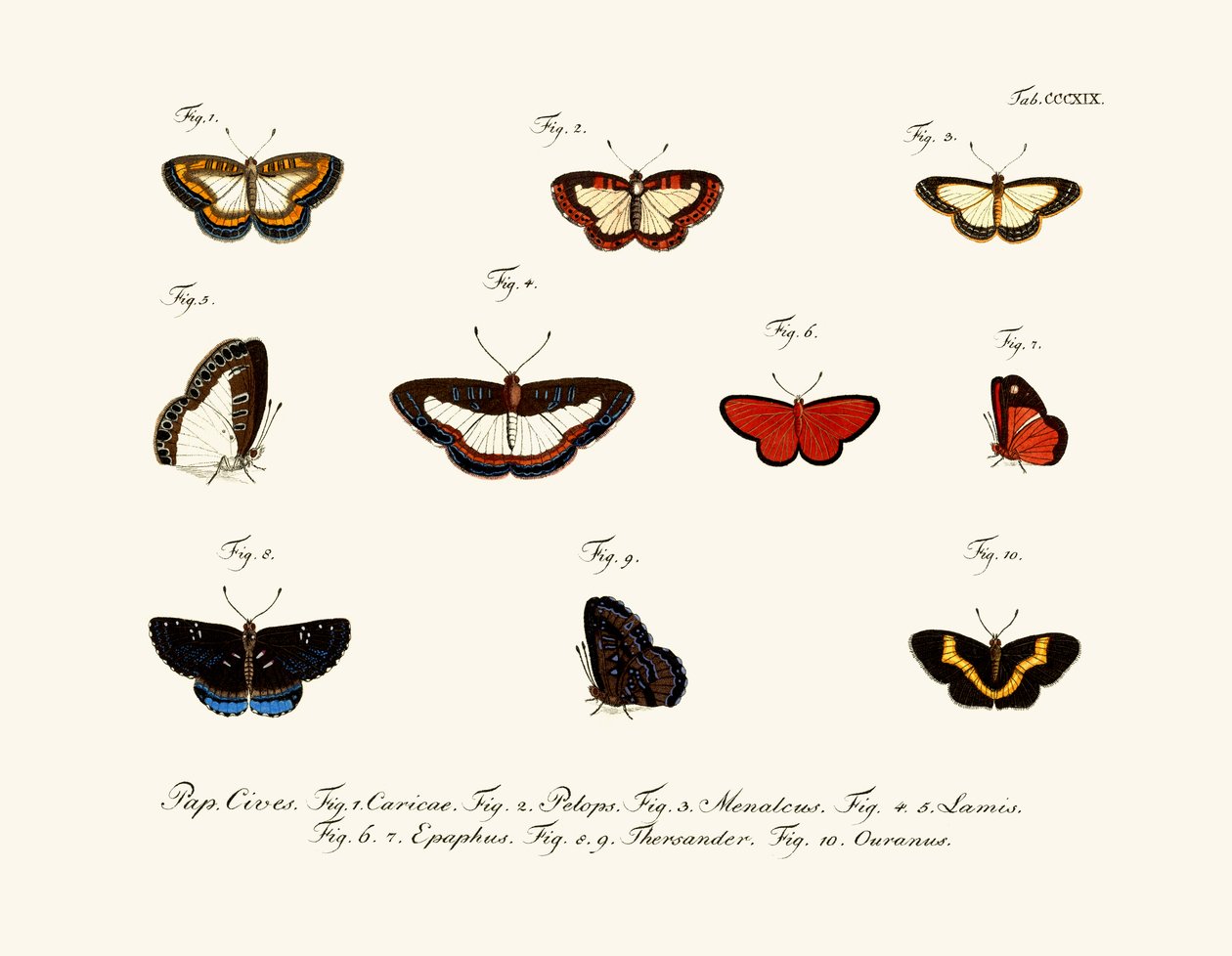 Schmetterlinge von German School