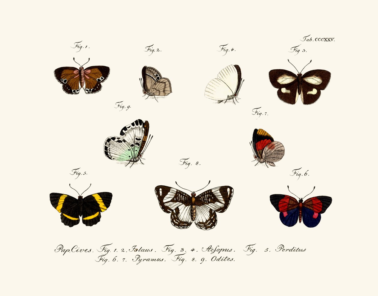 Schmetterlinge von German School