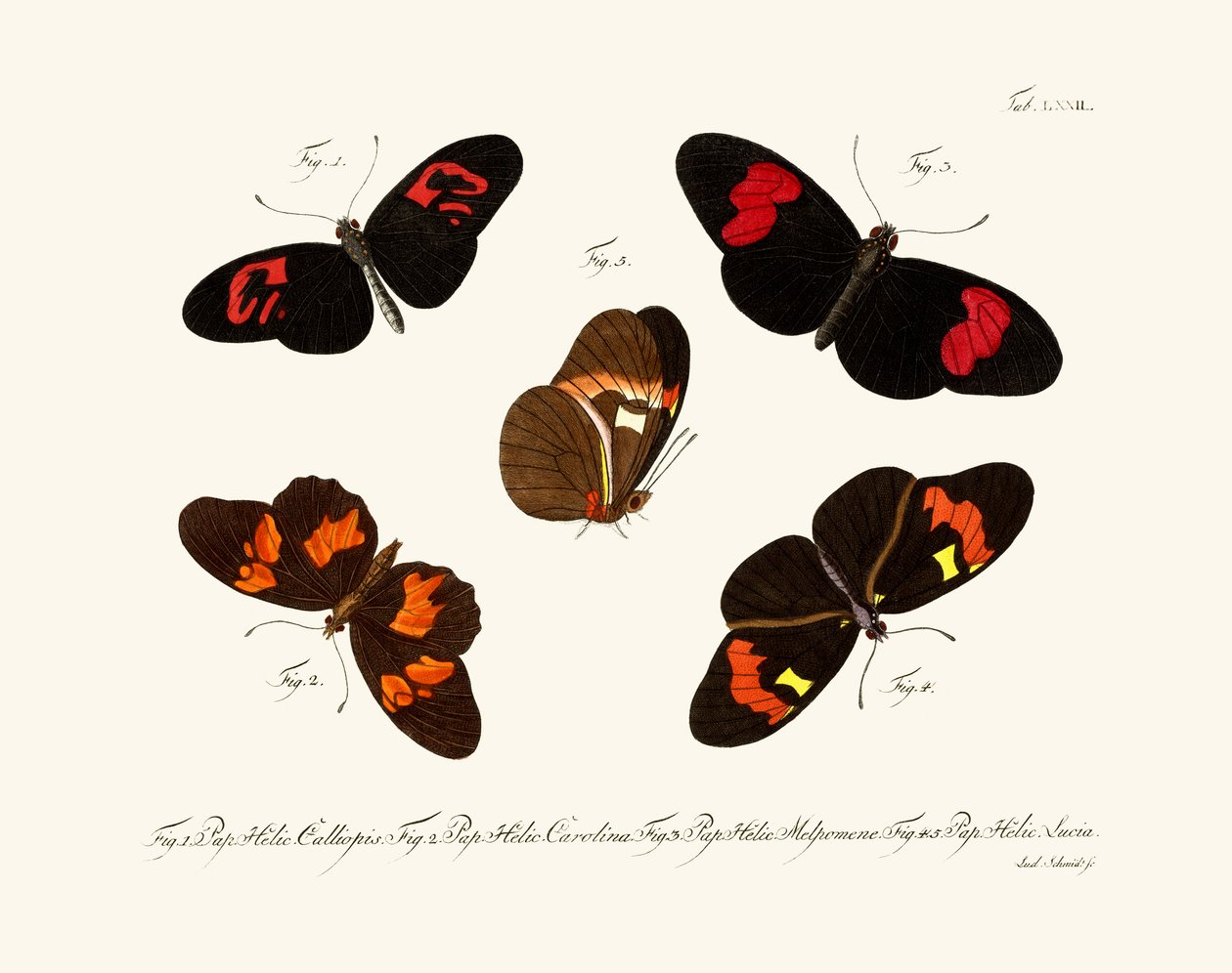 Schmetterlinge von German School