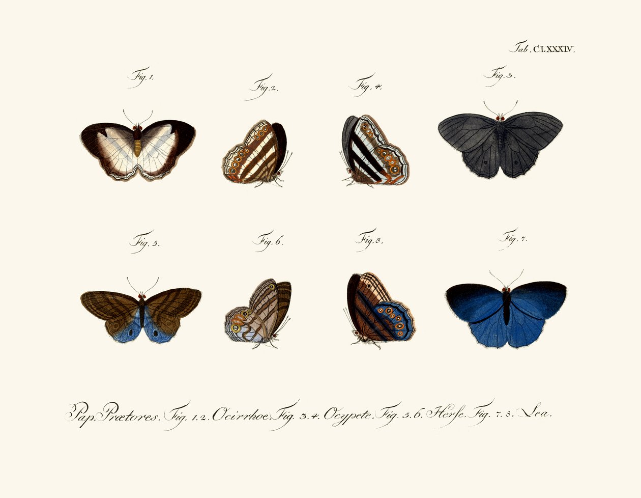 Schmetterlinge von German School