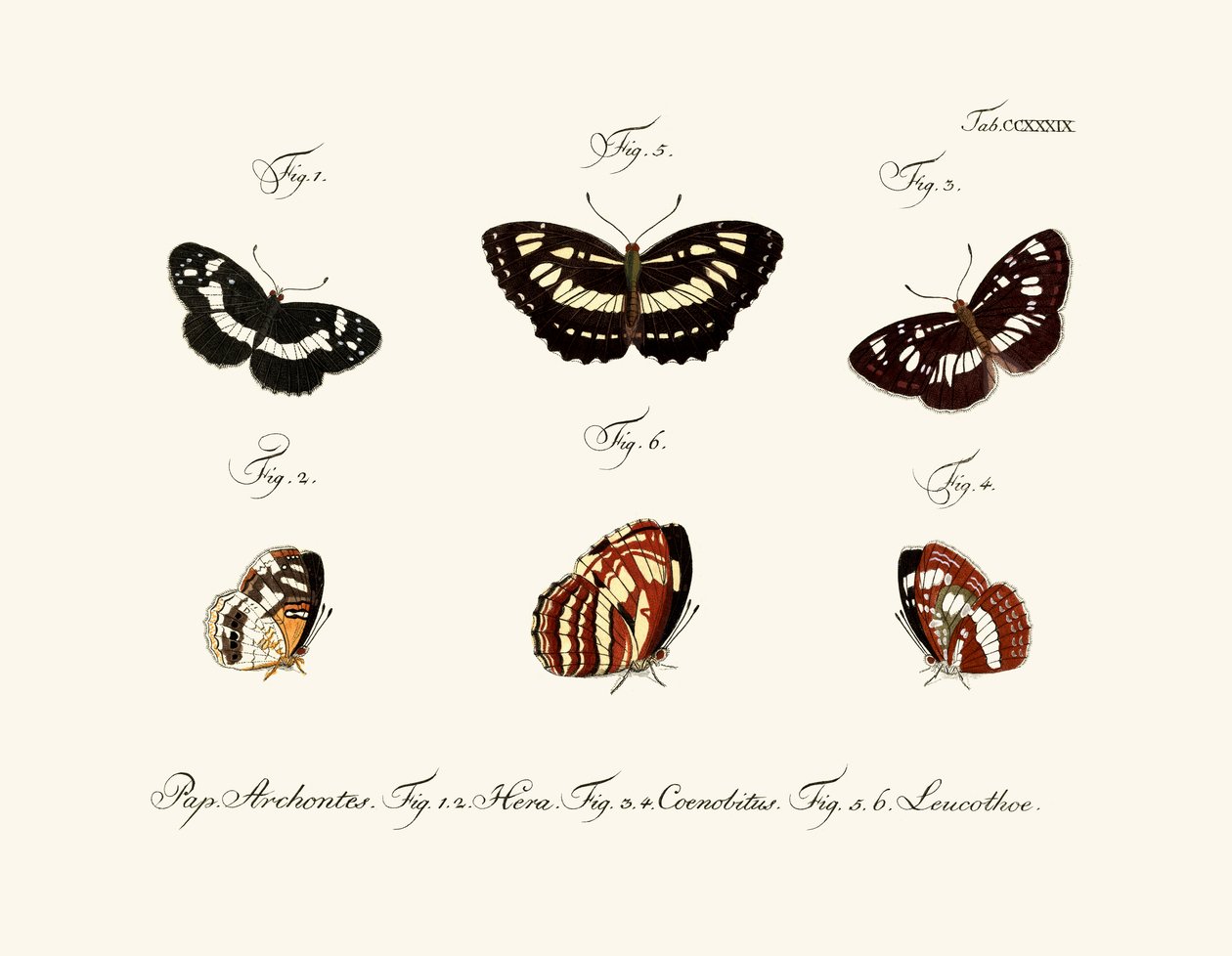 Schmetterlinge von German School