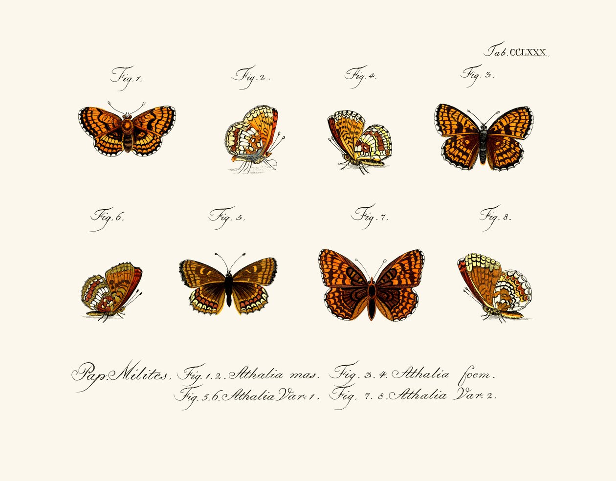 Schmetterlinge von German School