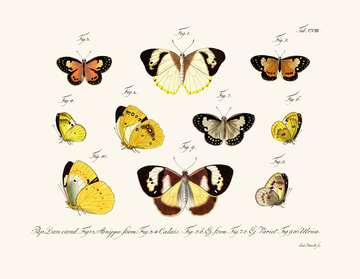 Schmetterlinge von German School
