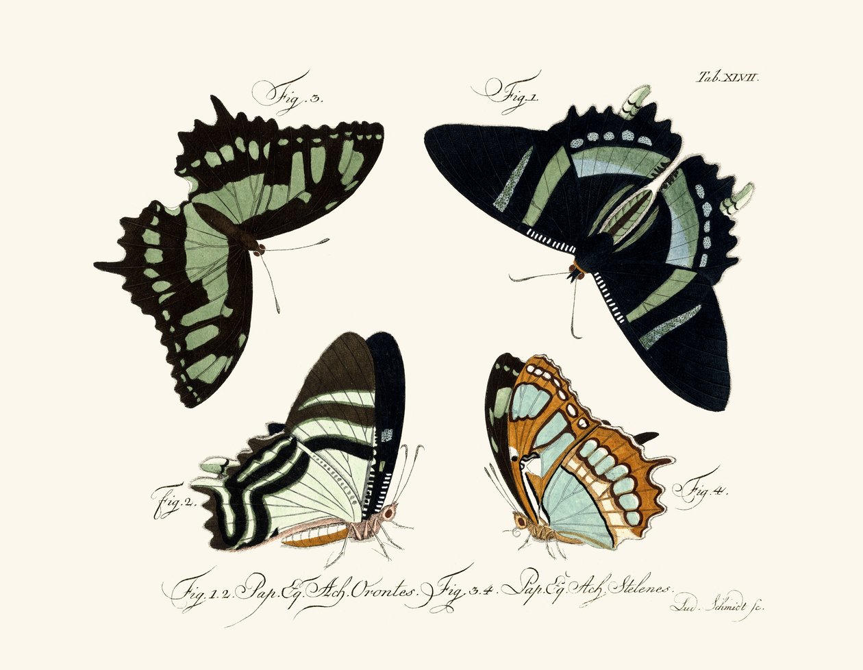 Schmetterlinge von German School