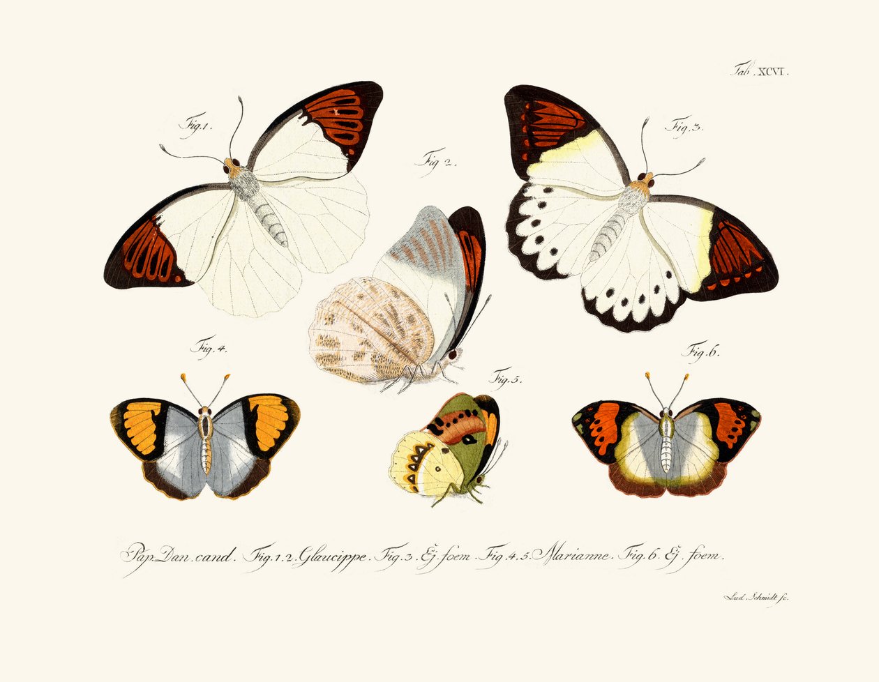 Schmetterlinge von German School