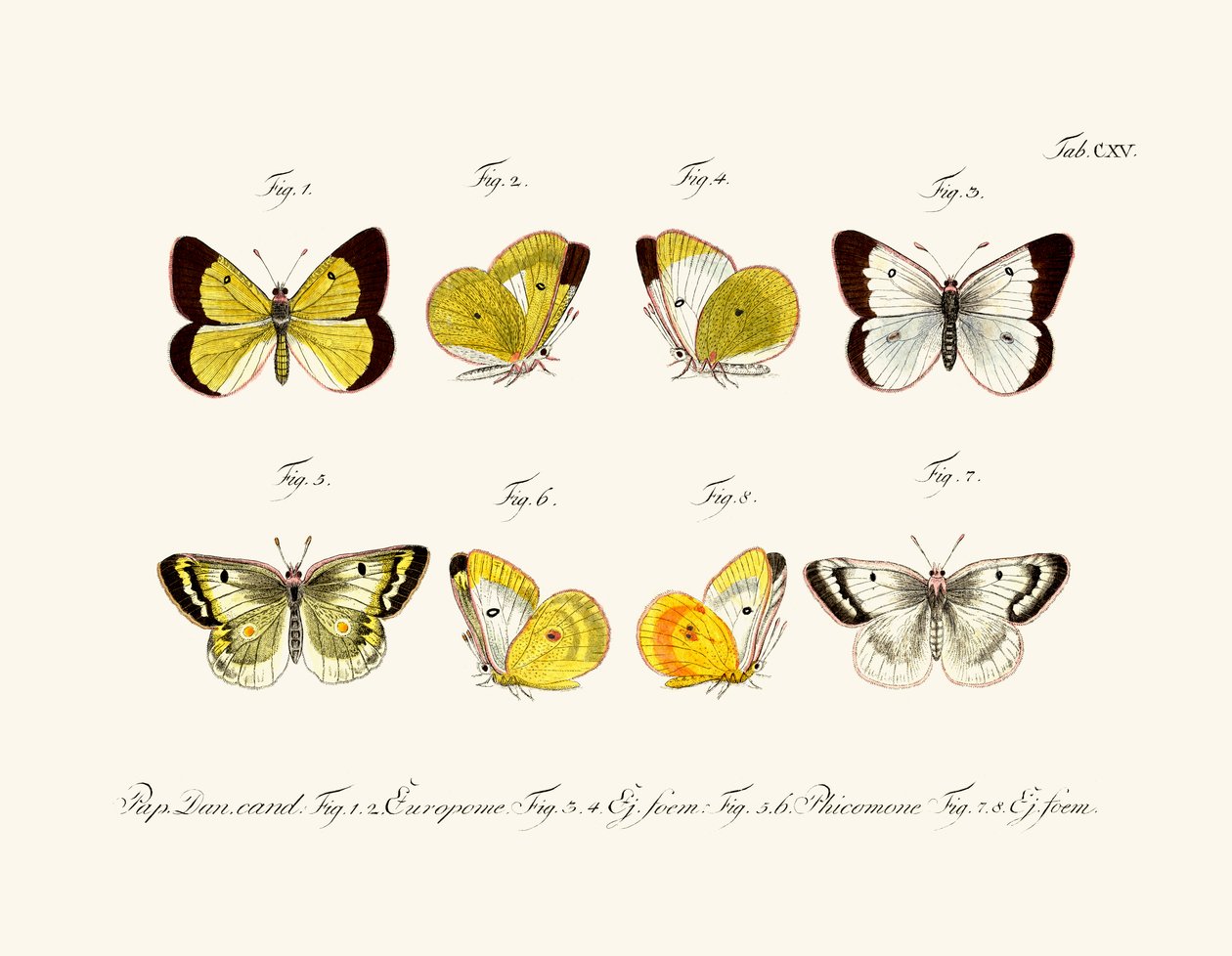 Schmetterlinge von German School