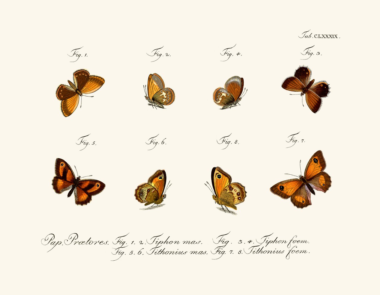 Schmetterlinge von German School