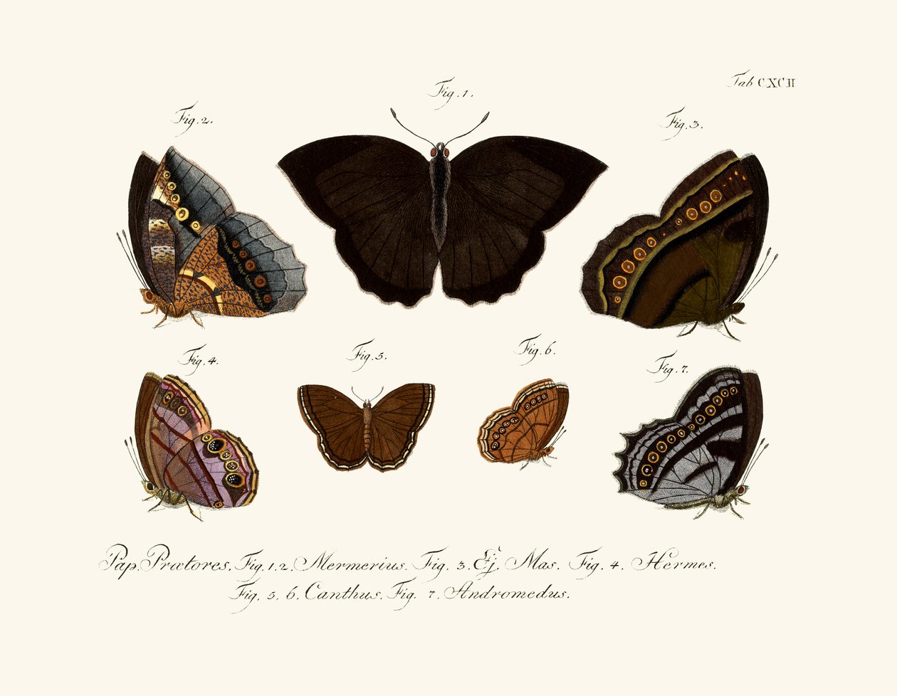 Schmetterlinge von German School