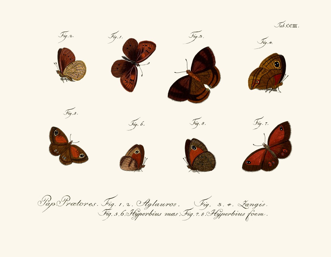 Schmetterlinge von German School
