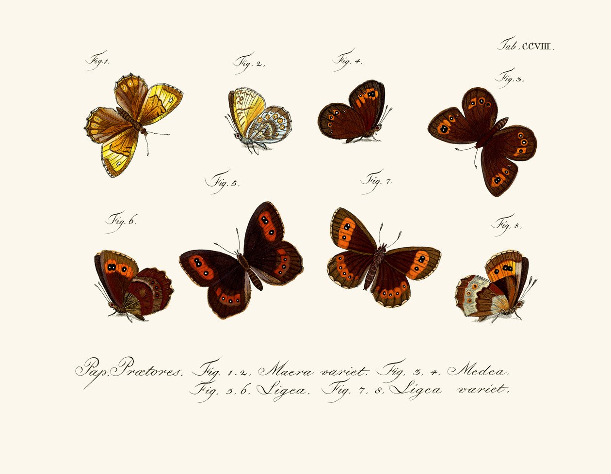 Schmetterlinge von German School