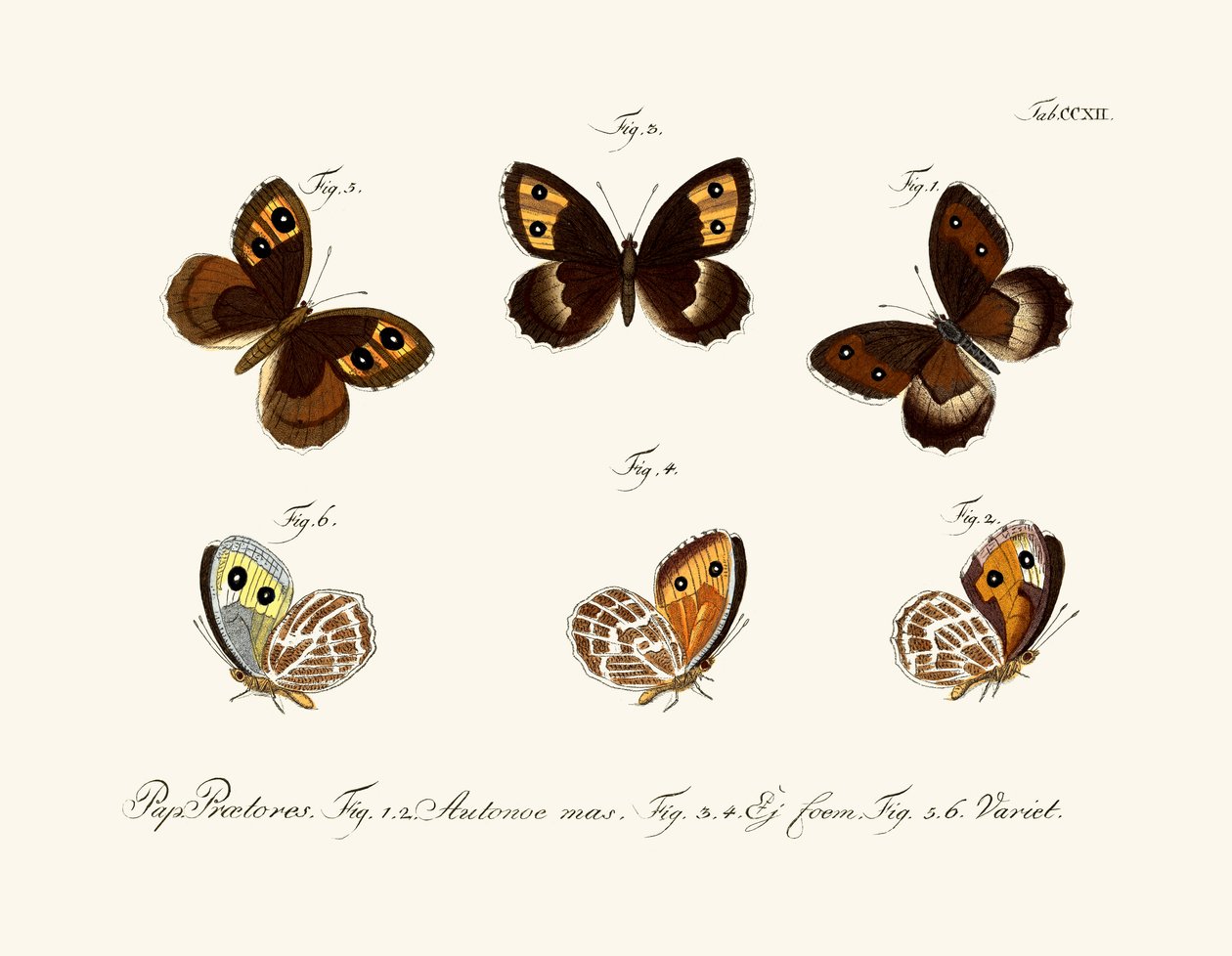 Schmetterlinge von German School