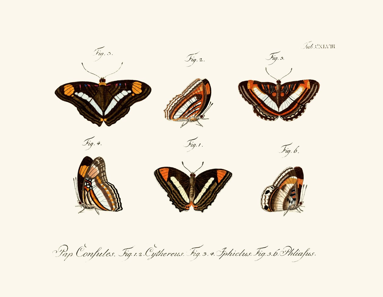 Schmetterlinge, 1783-1806 von German School