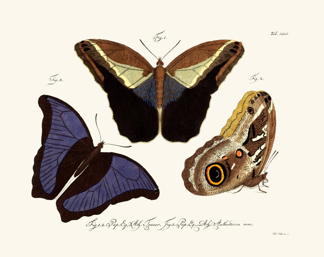 Schmetterlinge, 1783-1806 von German School