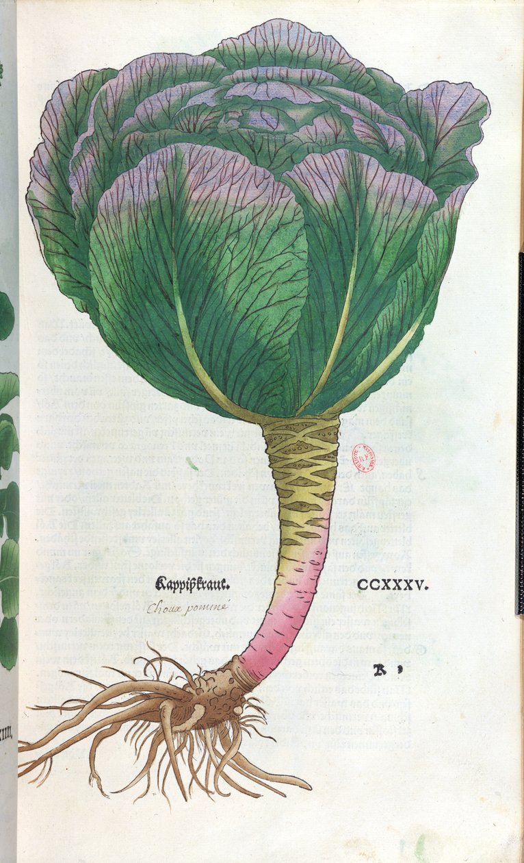 Kohl, botanische Tafel von German School