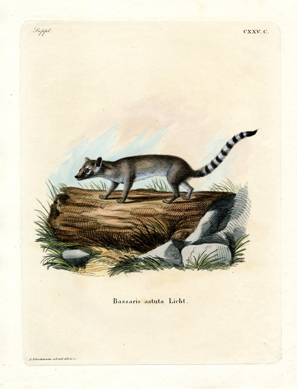 Katzenfrett von German School