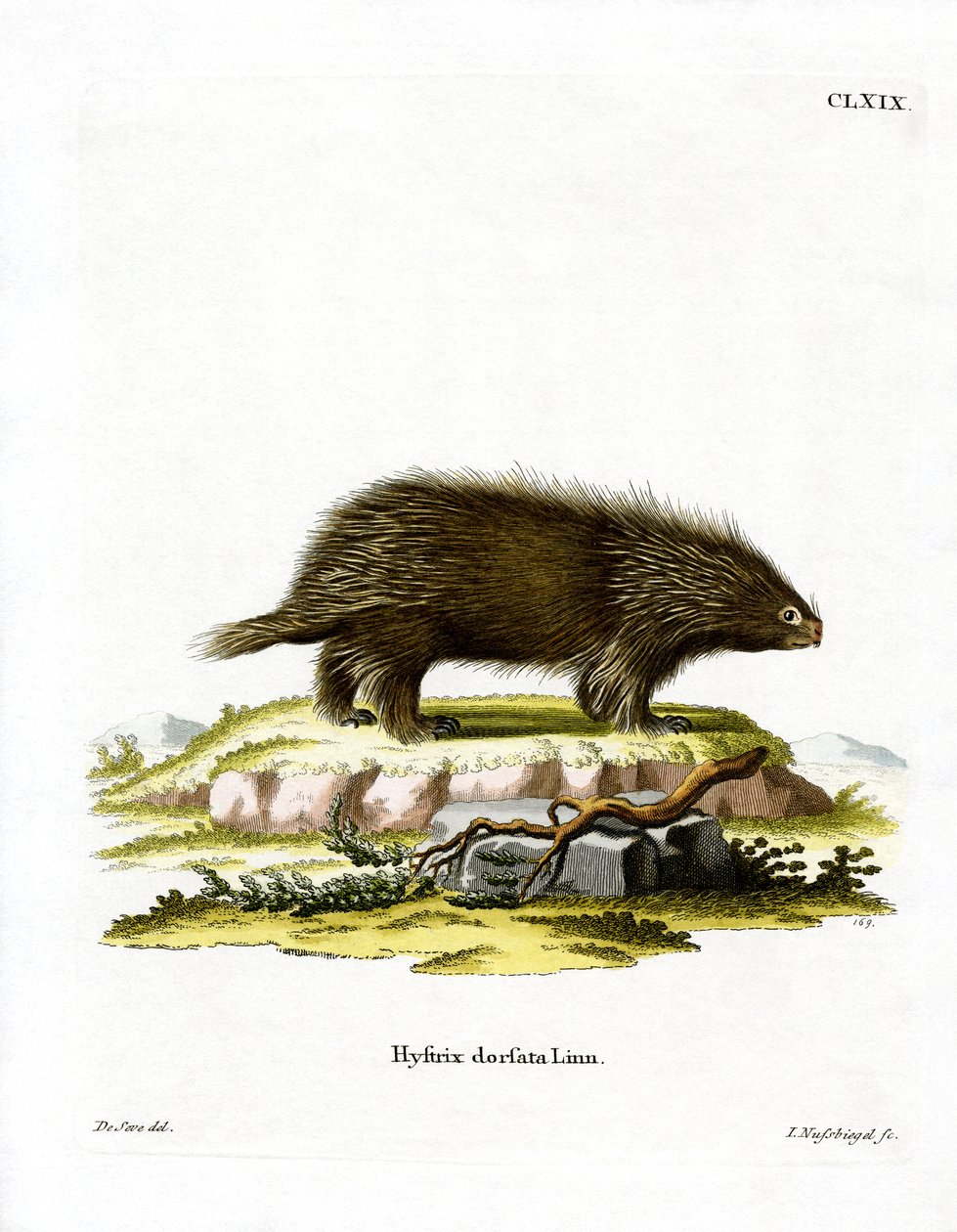 Kanadisches Stachelschwein von German School