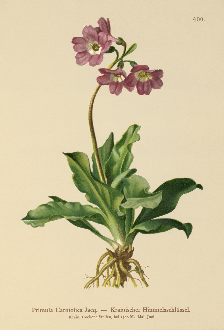 Krainische Primel (Primula Carniolica) von German School