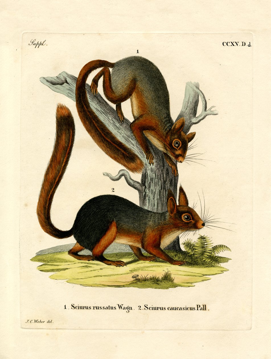 Kaukasisches Eichhörnchen von German School