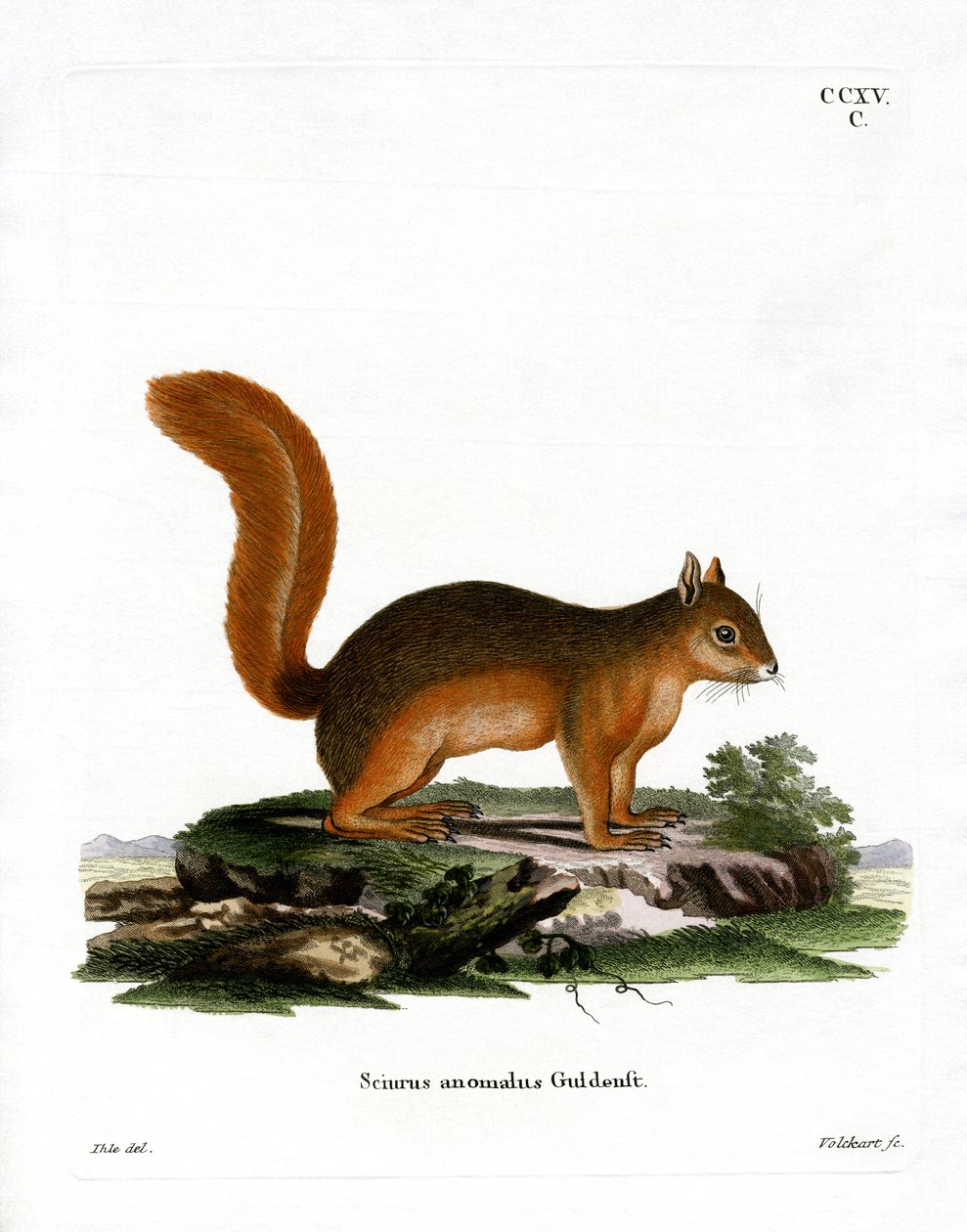 Kaukasisches Eichhörnchen von German School