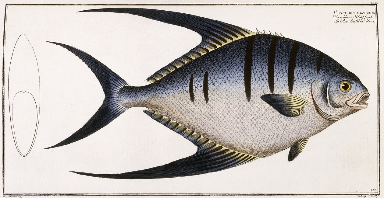 Chaetodon Glaucus, 1785-1788 von German School
