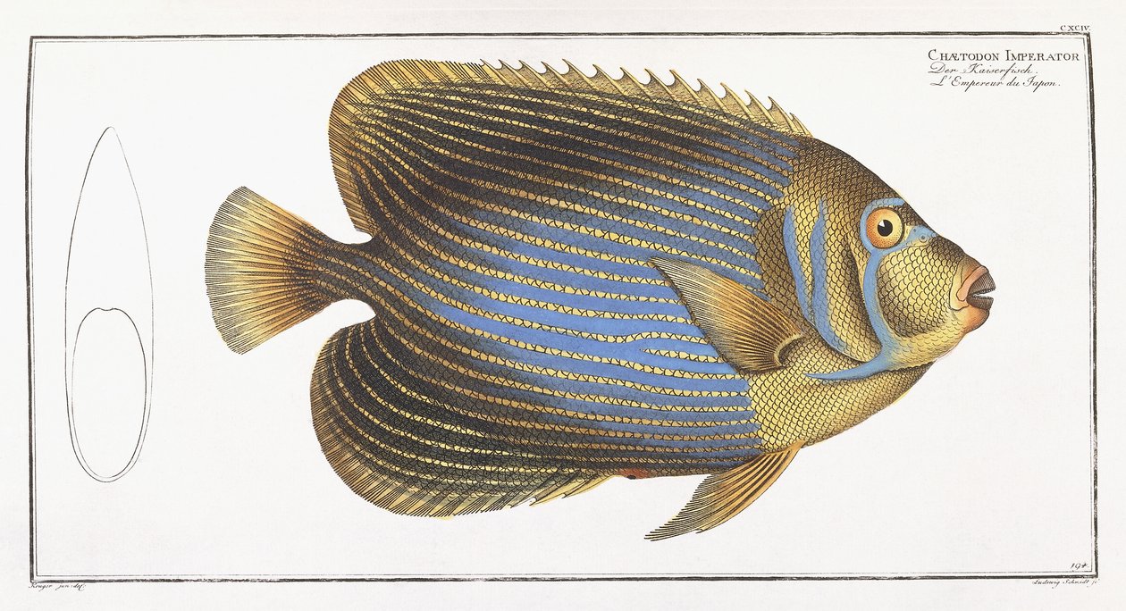 Chaetodon Imperator von German School
