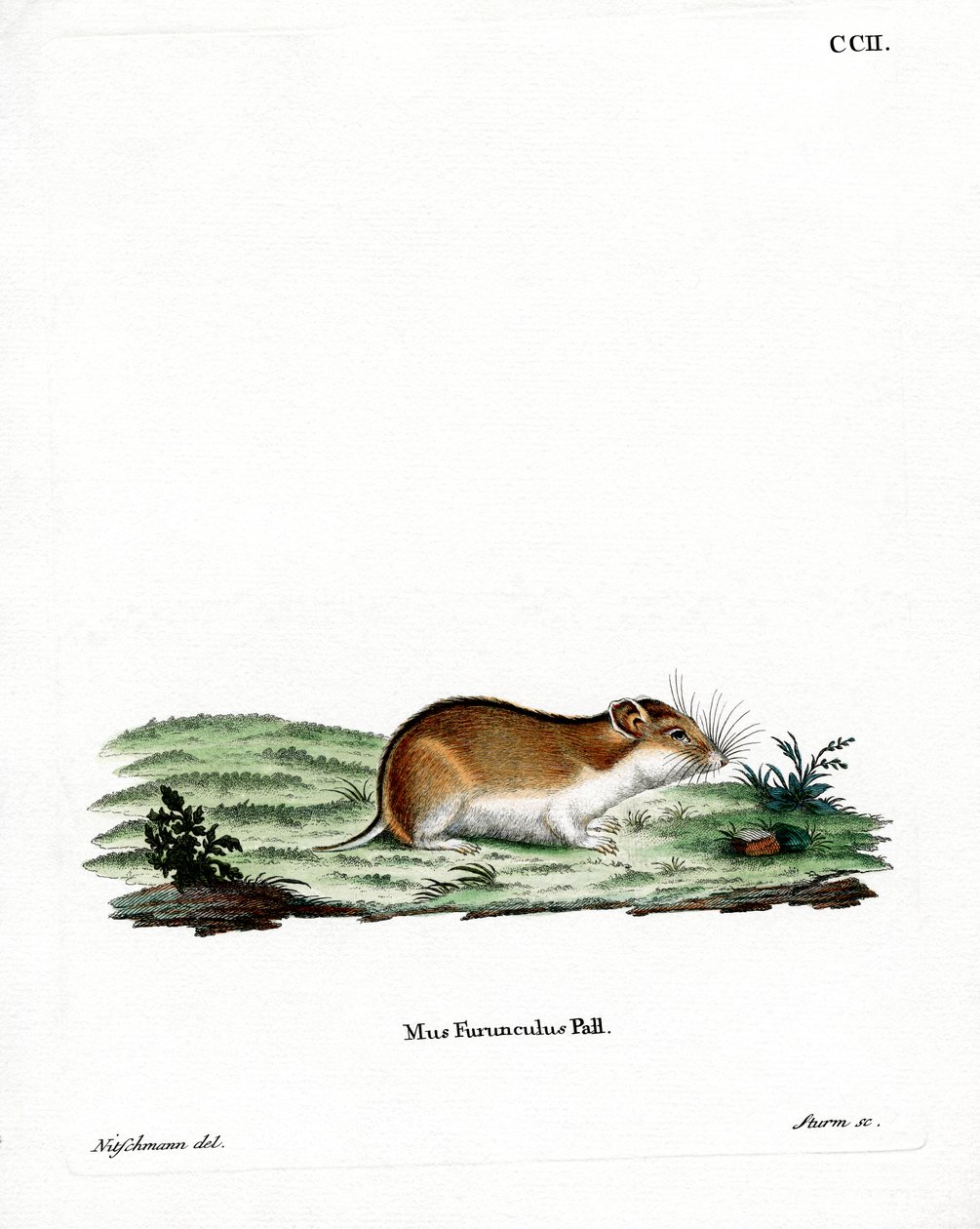 Chinesischer Streifenhamster von German School