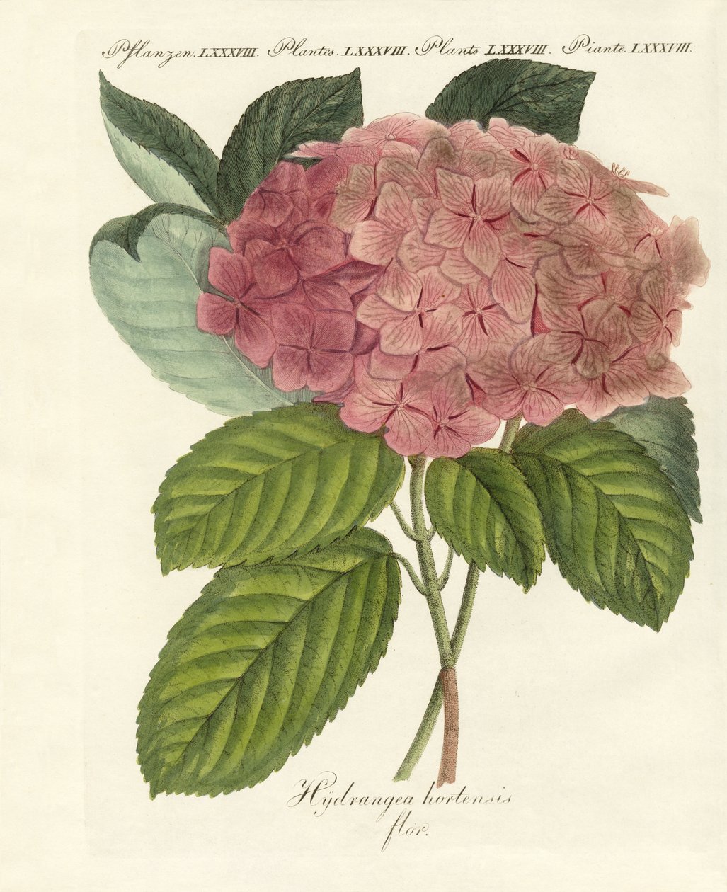 Chinesische Blumen von German School