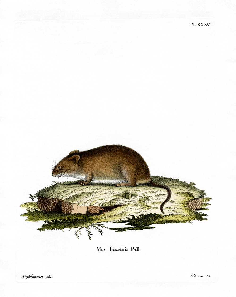 Klippenmaus von German School