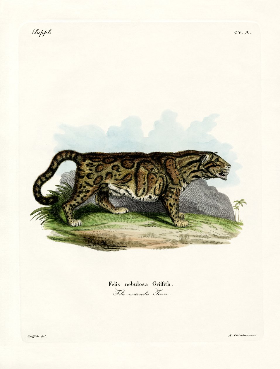 Nebelparder von German School