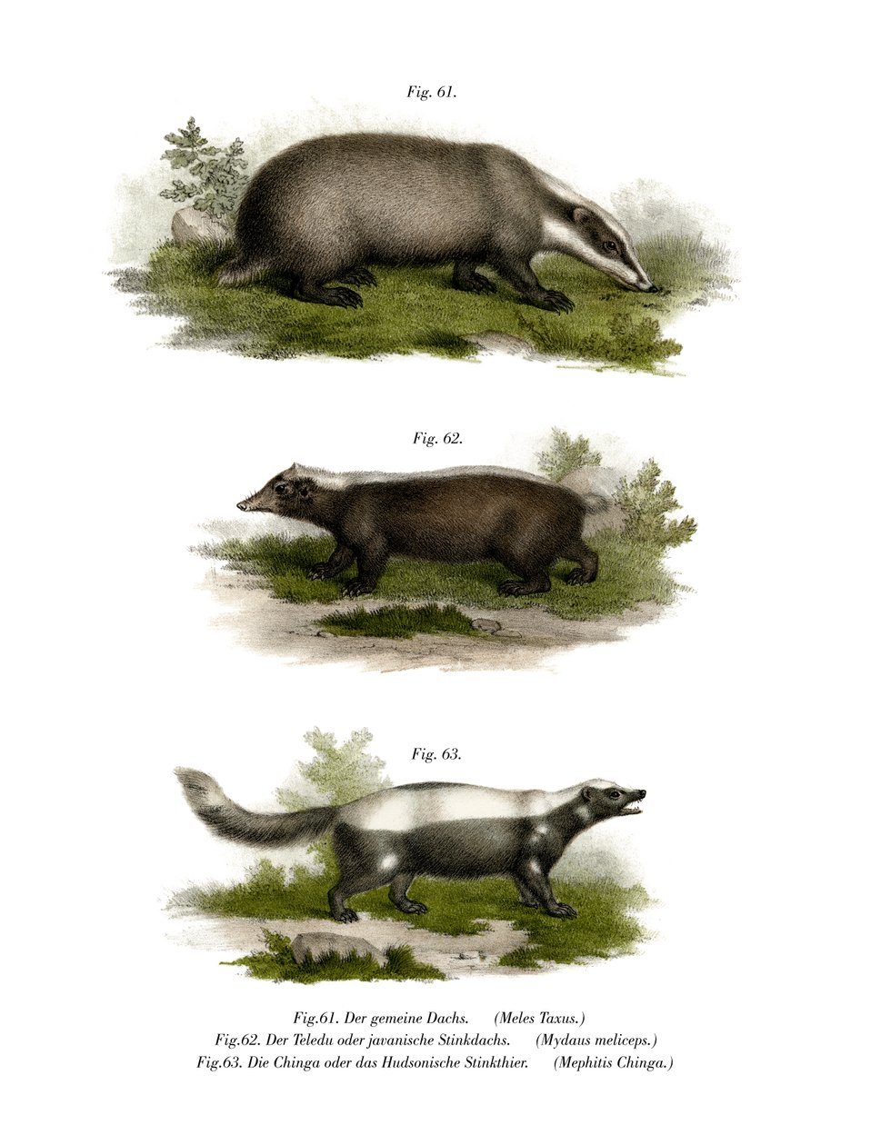 Dachs, 1860 von German School