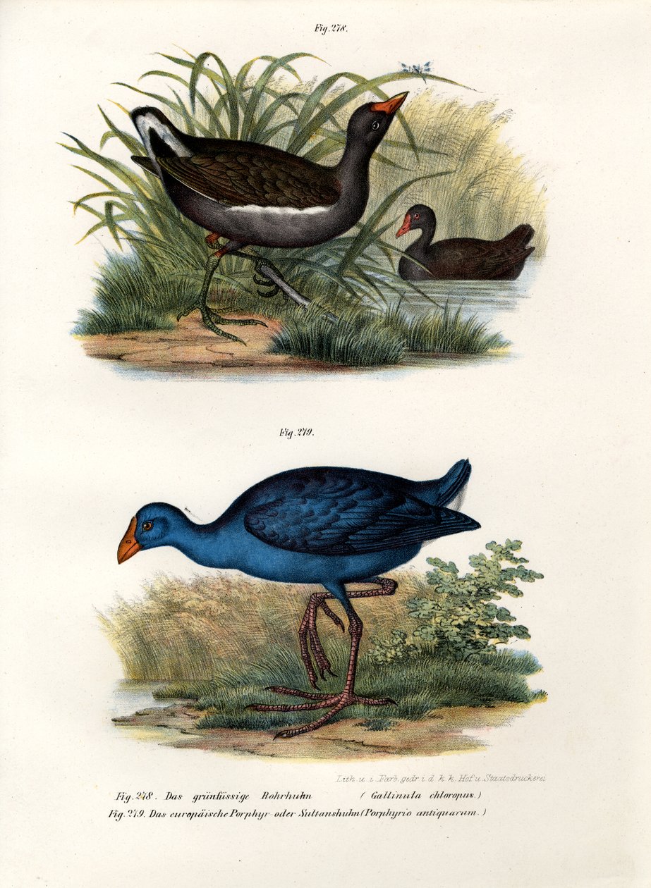 Teichhuhn von German School