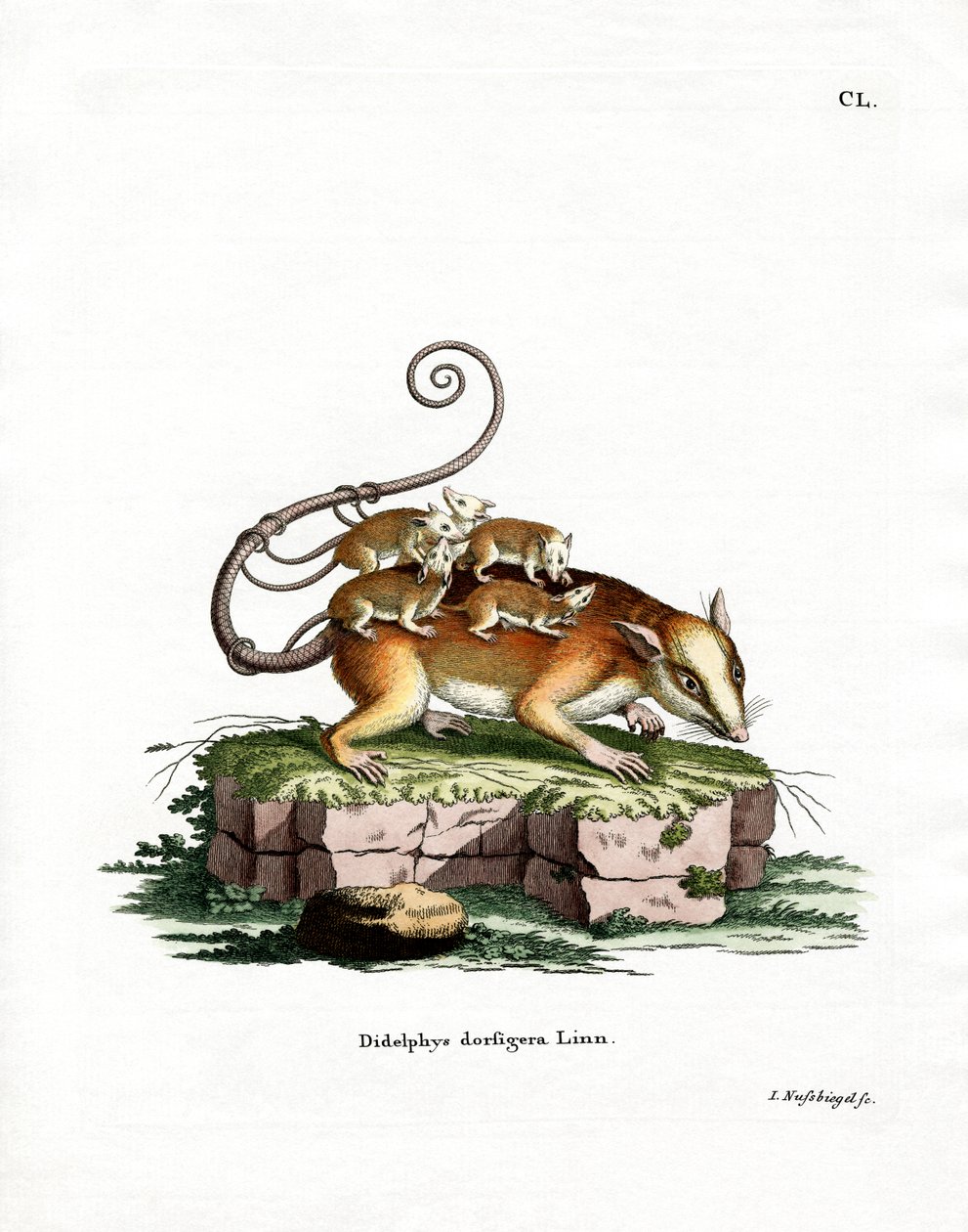 Gewöhnliches Mausopossum von German School