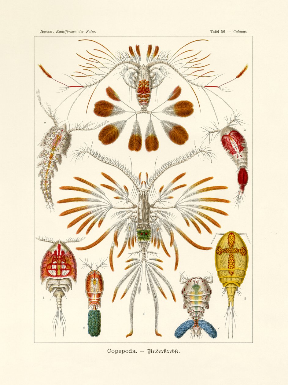 Copepoda von German School