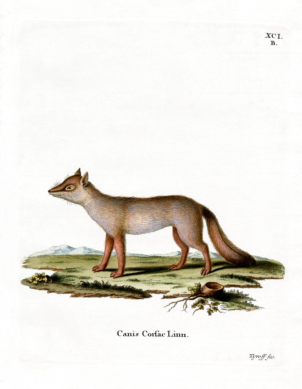 Korsakfuchs von German School